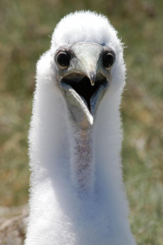 masked boobie chick