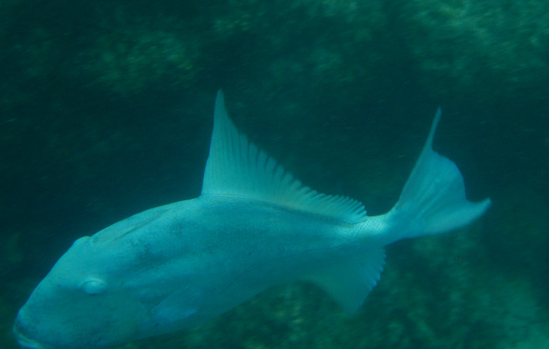 Finescale Triggerfish