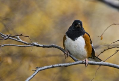 Eastern Towee.