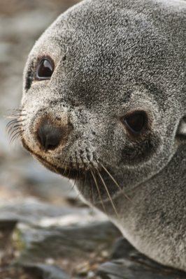 Fur Seal , Elsenhul Bay