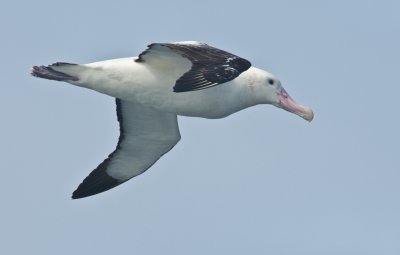 Wandering  Albatross