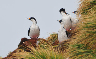 Blue - eyed Shag , Peggoty Bluff