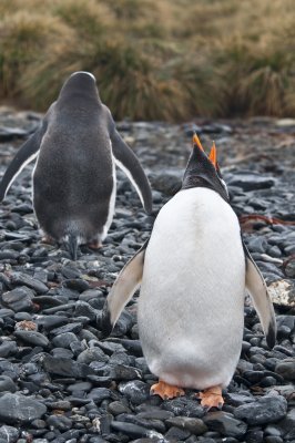 Gentoo Penguins , Prion Island