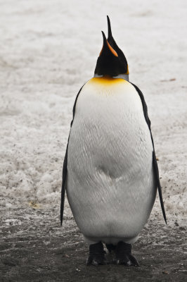 King Penguin