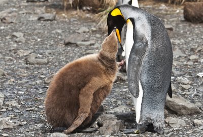 King Penguins , Royal Bay