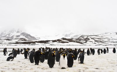 King Penguins colony, St. Andrews Bay