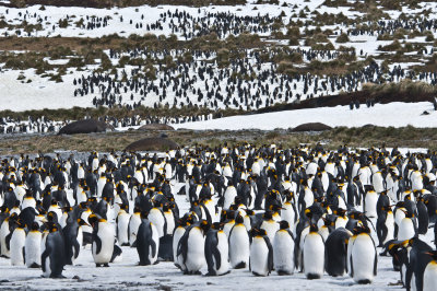 King Penguins colony, Royal Bay
