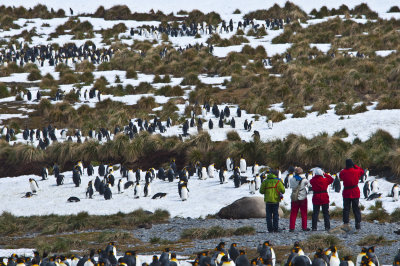 King Penguins colony , Royal Bay