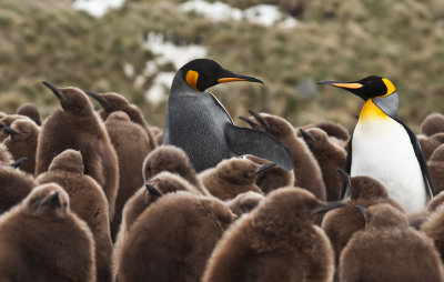 King Penguins, Royal Bay