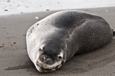 Leopard Seal , St. Andrews Bay