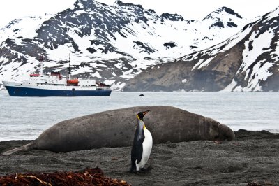 King Elephant Seal and Ushuaia ship