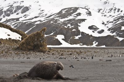 Right Whale Bay