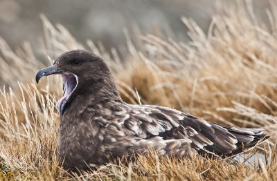 Brown Skua , St. Andrews Bay