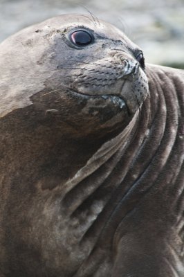 Southern Elephant Seal - female