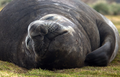 Southern Elephant Seal - male