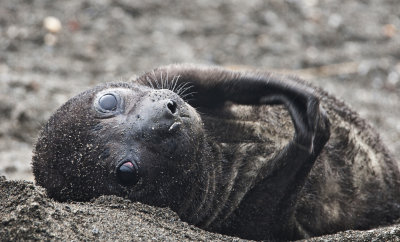 Southern Elephant Seal pup