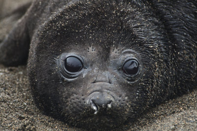 Southern Elephant seal pup