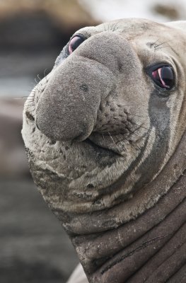 Southern Elephant Seal- young male