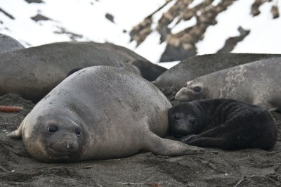 Southern Elephant seals