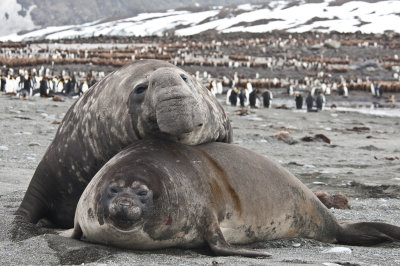 Southern Elephant Seals couple, St. Andrews Bay