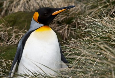 King Penguin , Right  Whale Bay