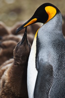 King Penguins - feeding time