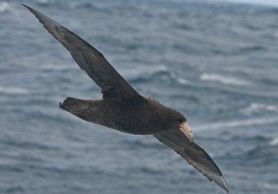 Southern Giant Petrel