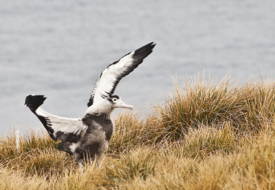 Wandering Albatross  testing his wings, Prion Island