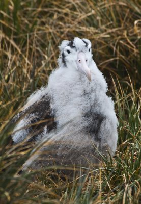 Wandering Albatross chick , Prion Island