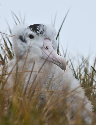 Wandering Albatross chick, Prion Island