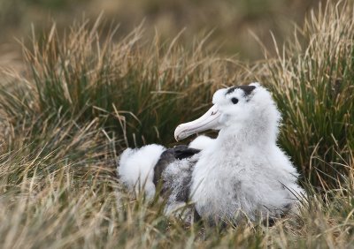 Wandering Albatross chicks , Prion Island