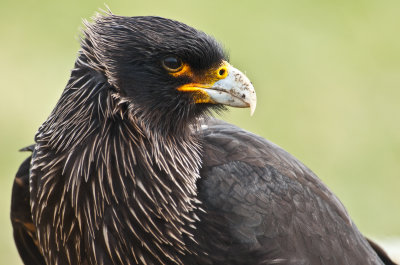 Striated Caracara , Jason Steeple