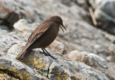 Tussok Bird,  Jason Steeple