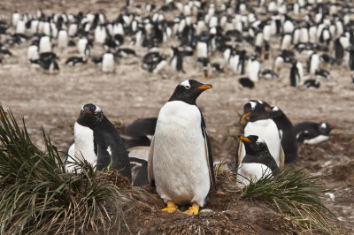 Gentoo Penguins ,  Jason Steeple