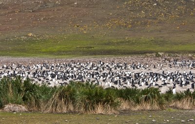 Gentoo Penguins colony , Jason Steeple