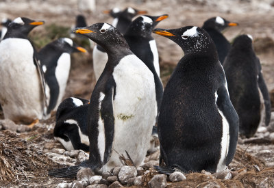 Gentoo Penguins  , Jason Steeple