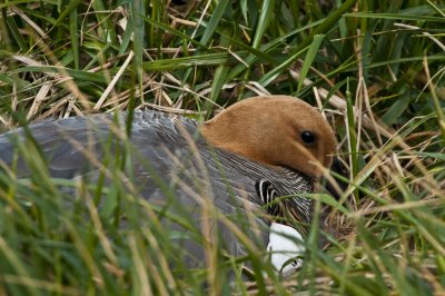 Greater Upland Goose ,  Jason Steeple