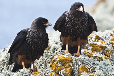 Striated Caracara , Jason Steeple