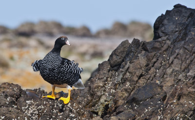 Greater Kelp Goose ,Jason Steeple