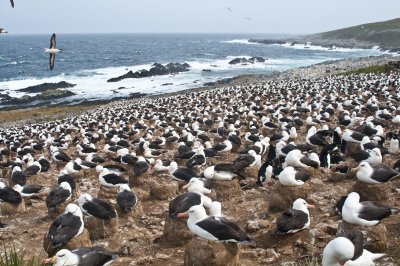 Black - Browed Albatross colony, Jason Steeple