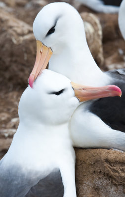 Black - Browed Albatross  ,Jason Steeple,