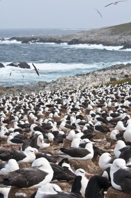  Black - Browed Albatross colony , Jason Steeple