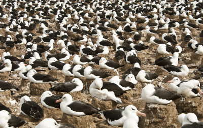  Black - Browed Albatross colony
