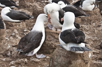  Black - Browed Albatross , Jason Steeple