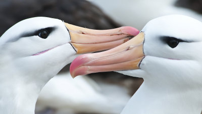  Black - Browed Albatross ,  Jason Steeple