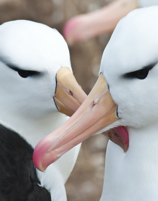  Black - Browed Albatross