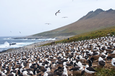  Black - Browed Albatross colony ,  Jason Steeple