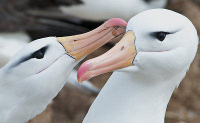  Black - Browed Albatross ,  Jason Steeple