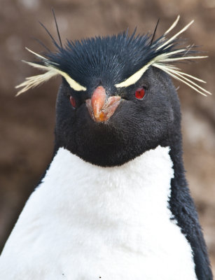 Rockhopper Penguin ,  Jason Steeple