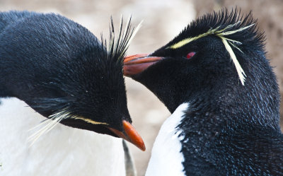 Rockhopper Penguins ,  Jason Steeple